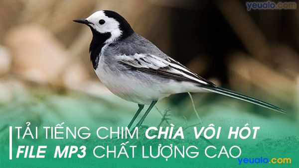 Ảnh tổ than non tự nhiên và cách đặt tổ cho than đẻ | Diễn Đàn Chim Cảnh  Việt Nam