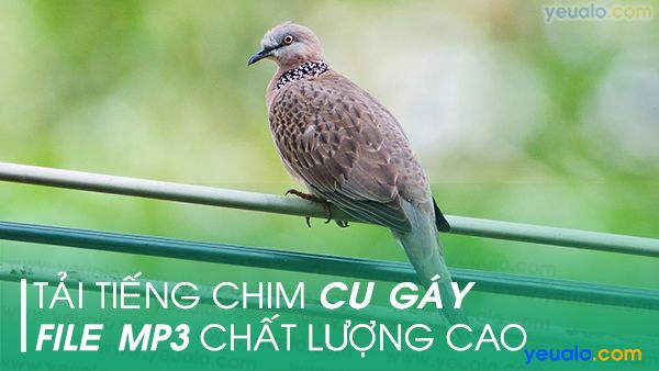 Chim Vàng Khuyên Trống, Mái Hót Hay, Lông Đẹp, Giá Rẻ Tp Hồ Chí Minh