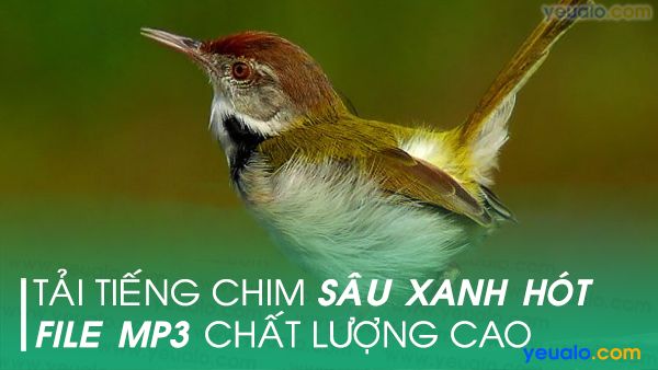 Vè chim | Đồng dao Vè chim (SGK Tiếng Việt 2)